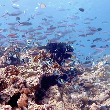 Maleo Moyo Hotel & Dive Resort Sebaru Exterior foto