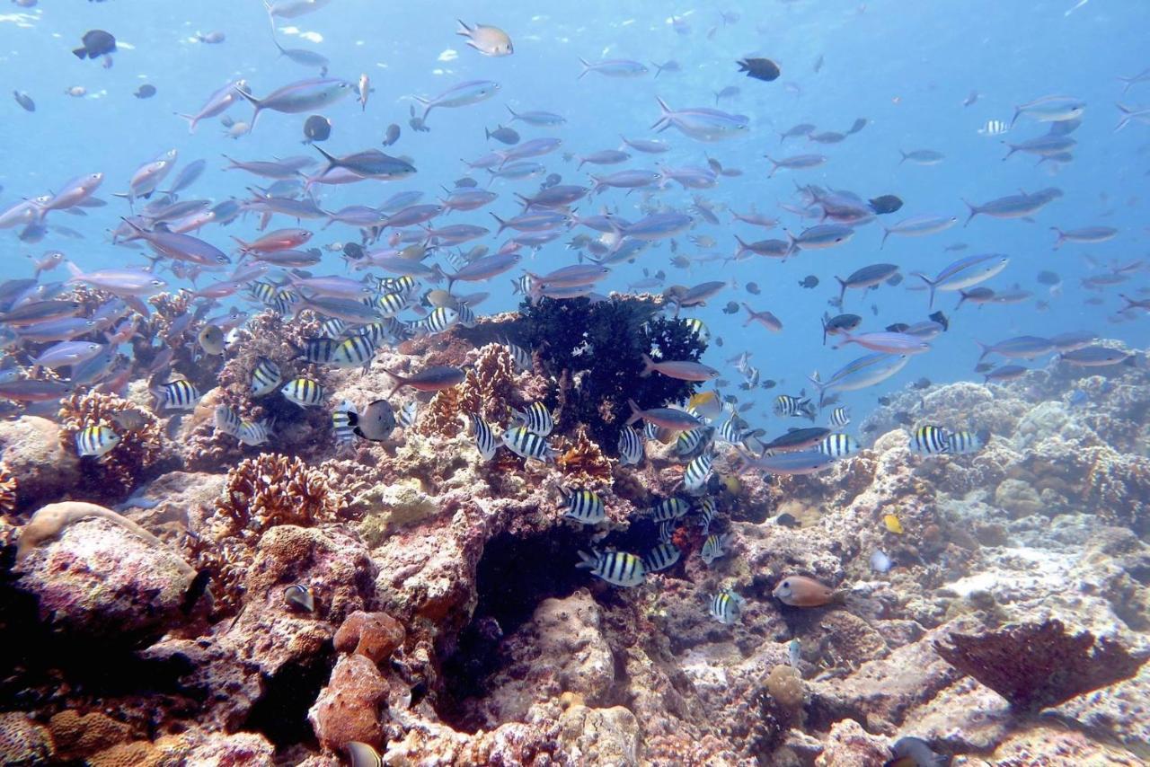 Maleo Moyo Hotel & Dive Resort Sebaru Exterior foto